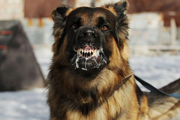 Кобринская РВС проводит бесплатную вакцинацию животных.