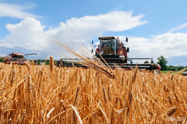 В КСУП «Михайловское-Агро» нацелены на рекордный урожай в предстоящем сезоне